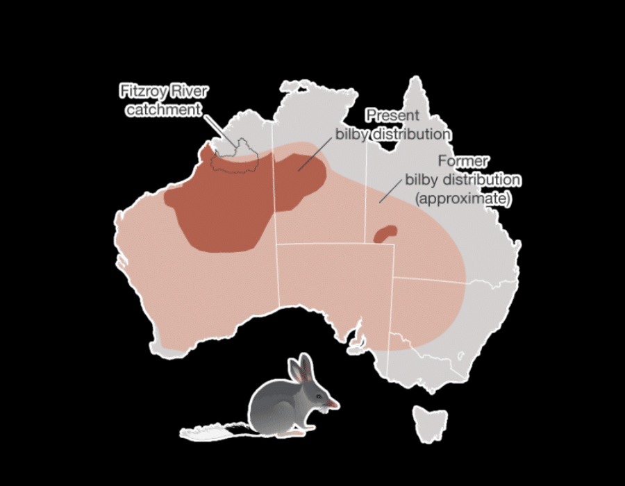 Map showing the historical and present distribution of bilbies in australia with the fitzroy river catchment area highlighted.