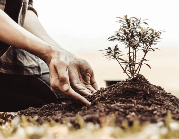 A person planting a small tree in soil, focusing on their hands as they carefully position the plant.