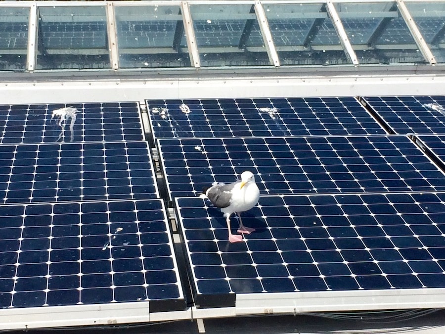 A seagull standing on top of solar panels.