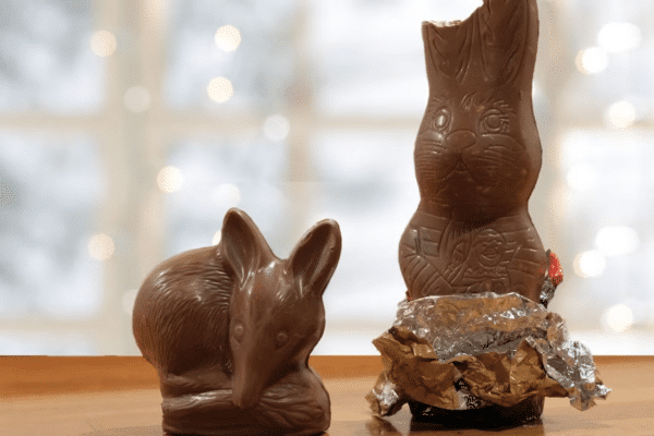 Two chocolate easter bunnies, one intact and one with its ears bitten off, against a blurred background with lights.