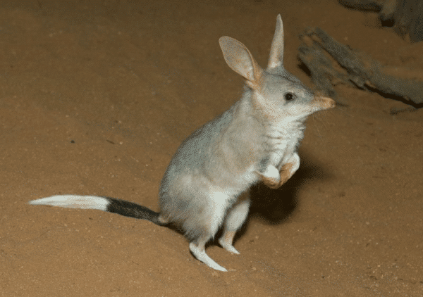 Bilby standing on sand at night.