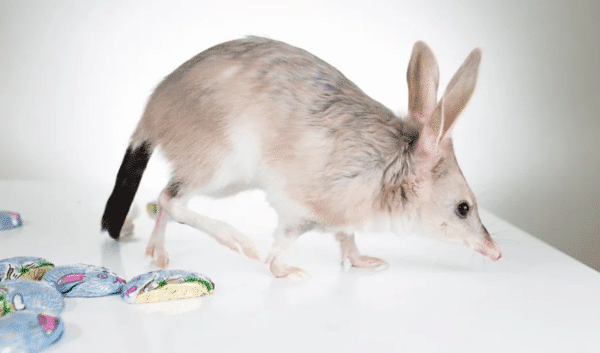 A bilby walks past easter-themed decorations on a white surface.